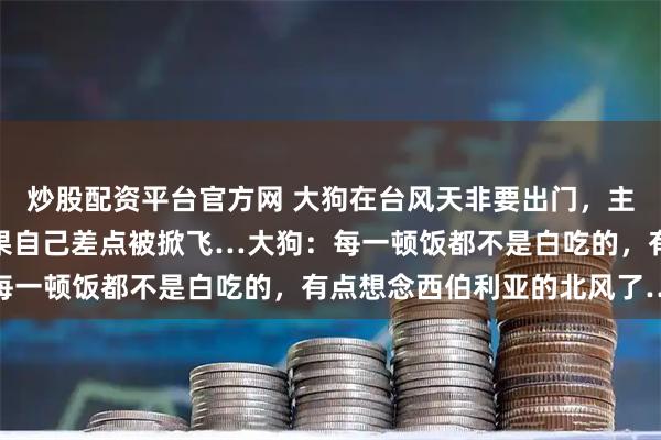 炒股配资平台官方网 大狗在台风天非要出门，主人担心它会被吹走，结果自己差点被掀飞…大狗：每一顿饭都不是白吃的，有点想念西伯利亚的北风了…